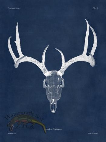 Blue Bones 01 White Tail